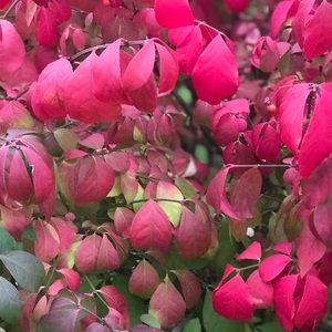 Meet your Posher, Salman